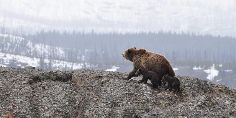 食品3D打印技术前沿：增材制造如何从巧克力装饰迈向个性化营养餐食